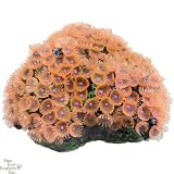 Nature`s Image Button Polyp: PINK: 6.75 inch x 5.75 inch x 3.5 inch (Protopalythoa) Coral Reproduction