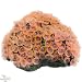 Nature`s Image Button Polyp: PINK: 6.75 inch x 5.75 inch x 3.5 inch (Protopalythoa) Coral Reproduction