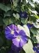 A Close View of a Heavenly Blue Morning Glory Flower and Vine Photographic Poster Print by Bill Curtsinger, 24x32