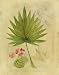 Botanical Journal II Avery Tillmon 11x14