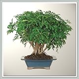 51krHGsqYqL. SL160  Hawaiian Umbrella Bonsai Tree | Banyan Root Style I Nursery Direct from Joebonsai