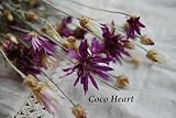 ~Coco Heart~　キセランセマム　紫　（木の実・ドライフラワー）