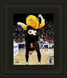 Framed GT Mascton Georgia Tech Yellow Jackets Photo - Black No Mat