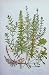 C1870 Anne Pratt Plants Water Star Wort Milfoil Mare'S