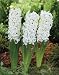Unwins Bulbs - Hyacinth Garden Louvre 3 prepacked bulb(s)