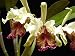 Rare Gueria de turrialba Cattleya dowiana Orchid Plant