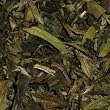 white peony tea