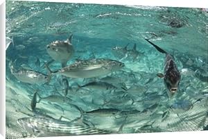 Atlantic bonito in a fishing net Canvas Print