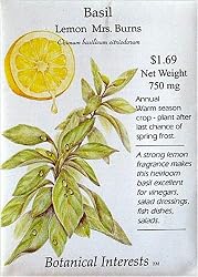 Basil Mrs. Burns Lemon Heirloom Seeds 400 Seeds