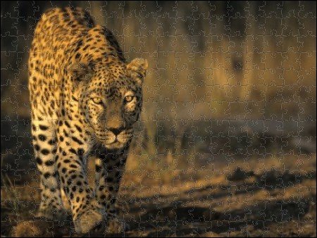 10x8 Photograph (25x20cm) Leopard, (Panthera pardus) from Robert Harding