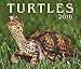 Turtles 2016