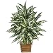 Nearly Natural Chinese Evergreen Silk Plant