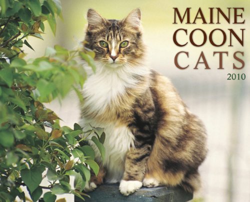 Maine Coon Cats 2010 Calendar
