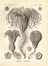 Ernst Haeckel 1904 - Crinoidea - Artforms of Nature Kunstformen der Natur Fine Art Pr...