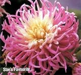 Star &acute; s Favourite Cactus Dahlia Tuber - B000P5RUF8