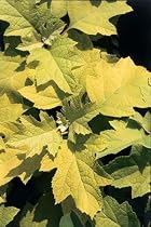 Little Honey Oakleaf Hydrangea Bush-Bright Gold Foliage