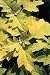 Little Honey Oakleaf Hydrangea Bush-Bright Gold Foliage