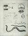 Encyclopaedia Britannica Newtonian Philosophy Science