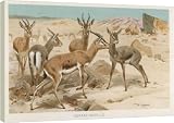 DORCAS GAZELLES - 16 Inch Canvas Print (40cm) by Mary Evans