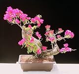 M&M BONSAI FLOWERING BOUGAINVILLEA