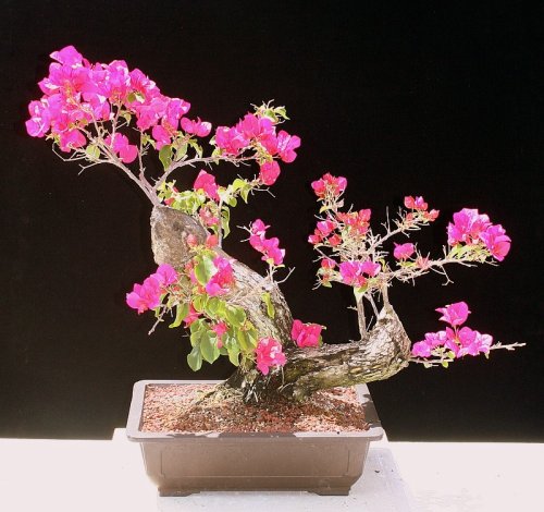 M&M BONSAI FLOWERING BOUGAINVILLEA
