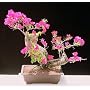 M&M BONSAI FLOWERING BOUGAINVILLEA