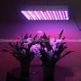 12 Volt DC Hydroponic 225 LED Grow Light Panel Red Blue,2504MX