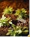 How to Start and Grow Your Own Herb Garden