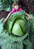 HUGE O-S Cross Giant Cabbage - 50 Seeds - 70lb HEAD
