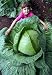 HUGE O-S Cross Giant Cabbage - 50 Seeds - 70lb HEAD