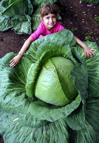 HUGE O-S Cross Giant Cabbage - 50 Seeds - 70lb HEAD HUGE O-S Cross Giant Cabbage - 50 Seeds - 70lb HEAD