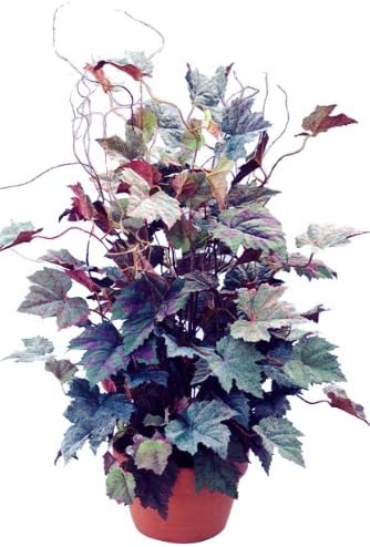 Silky Dreams Grapevine Bush in Terra Cotta Clay Pot