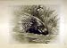 1900 Porcupine Animal Malaya Africa Old Print