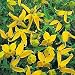 Radar Love Clematis - 25 Plants - Tangutica