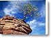 Dwarf Pine and Sandstone Zion Utah Canvas Print / Canvas Art - Artist Utah Images