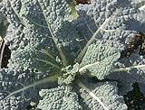 Organic Dinosaur Kale 300 Seeds - Lacinato Blue