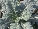 Organic Dinosaur Kale 300 Seeds - Lacinato Blue
