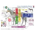 Akupunkturtafel f�r Pferde 7: Energetische Verkn�pfung der Funktionskreise