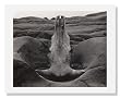 Edward Weston, Skull and Rock Arrangement