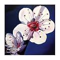Lexi 1021 Original Hand-Painted Oil on Canvas by Carl Sebastian- 32x32"