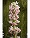 Photographic Prints of Whorl flower - from the Himalayas, grown in gardens from Ardea Wildlife Pets