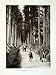 1922 Print Cryptomeria Avenue Nikko Suginami Ki Sugi Cedars Japan Tosho Temple - Original Halftone Print
