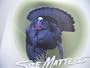 Size Matters Vinyl Turkey Decal-4in. x 4 in.