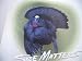 Size Matters Vinyl Turkey Decal-4in. x 4 in.