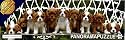 Panorama Puzzle King Charles Spaniels
