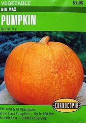 Pumpkin Big Max Seeds 20 Seeds