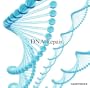 DNA Repair(�\���t�F�W�I���g�����A�Ȋw�I�ɂ�DNA�̐���ȓ����𑣂��Ƃ������g�������^)