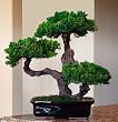 Preserved Triple Branch Bonsai Tree