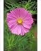 Photographic Prints of Cosmos Bipinnatus - Psycho . July flowering from Ardea Wildlife Pets