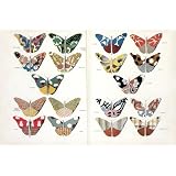Butterflies (Print On Demand)